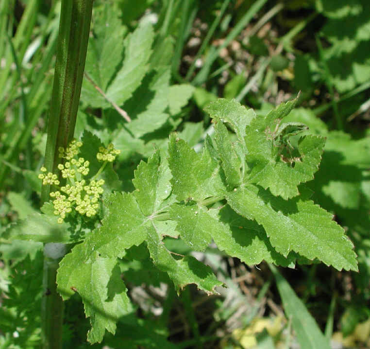 Wild Parsnip (Pastinaca sativa) - 03