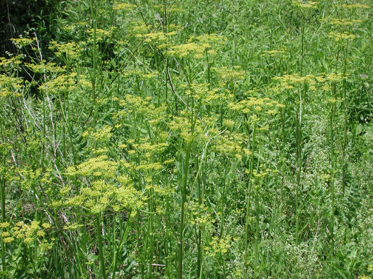 Wild Parsnip (Pastinaca sativa) - 04
