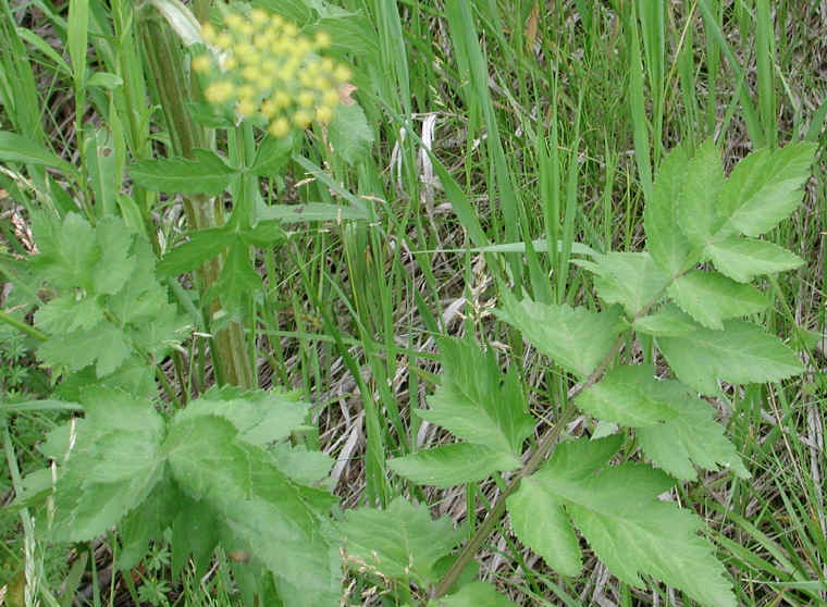 Wild Parsnip (Pastinaca sativa) - 06
