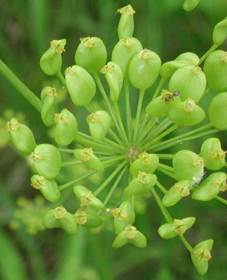 Wild Parsnip (Pastinaca sativa) - 08a