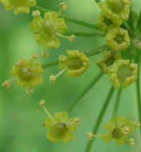 Wild Parsnip (Pastinaca sativa) - 09a