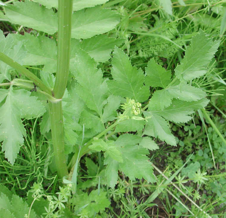 Wild Parsnip (Pastinaca sativa) - 12
