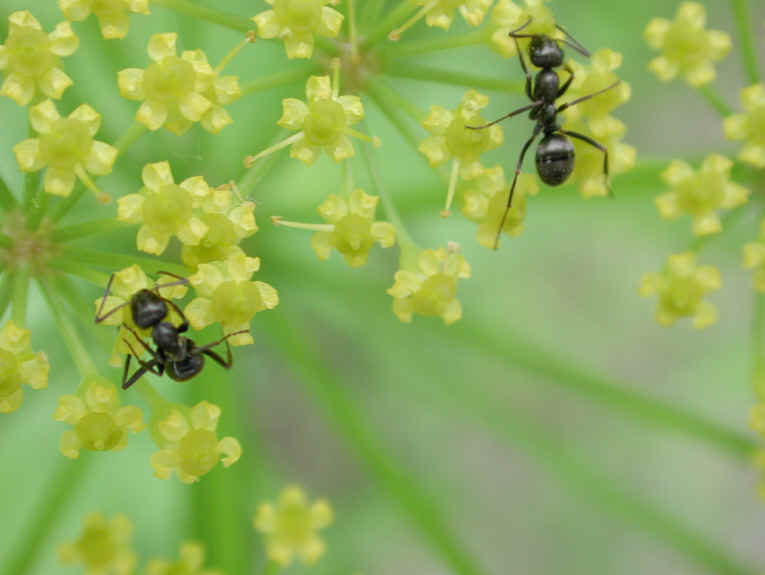 Wild Parsnip (Pastinaca sativa) - 13