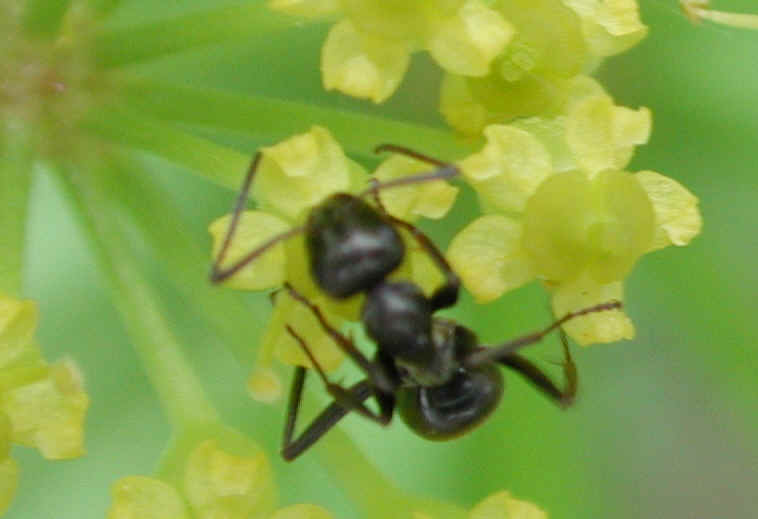 Wild Parsnip (Pastinaca sativa) - 13a