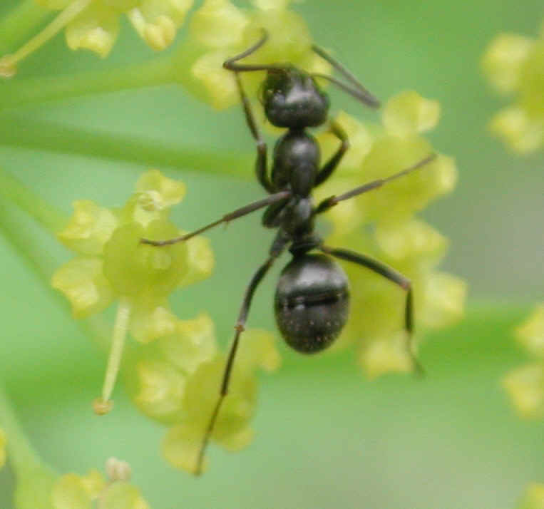 Wild Parsnip (Pastinaca sativa) - 13b