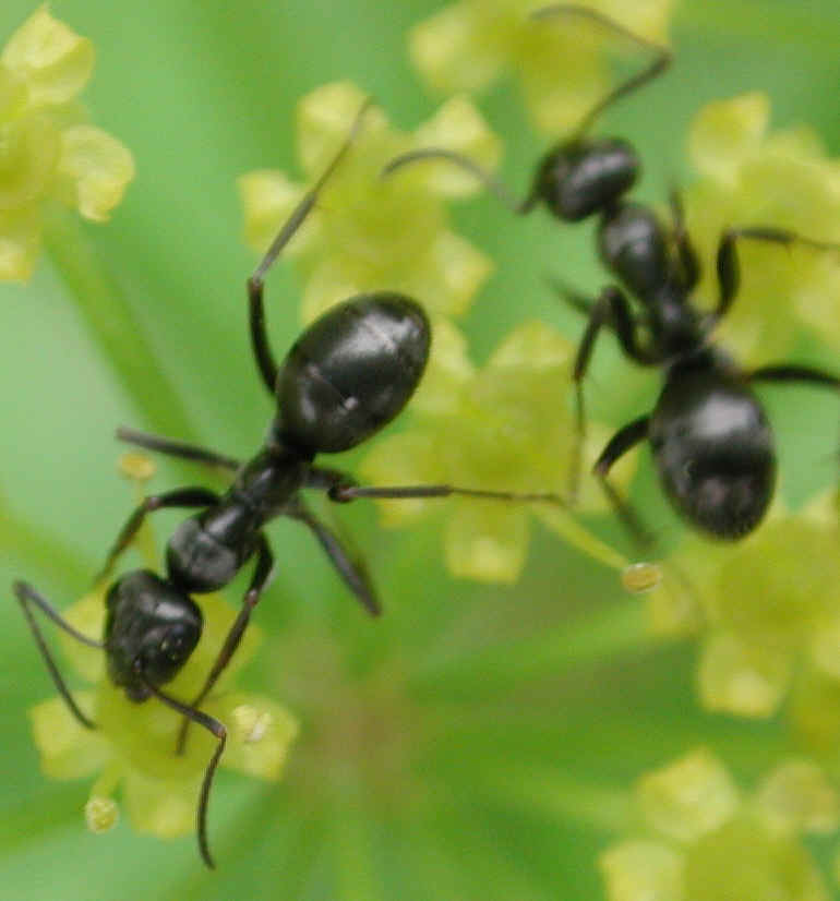 Wild Parsnip (Pastinaca sativa) - 14