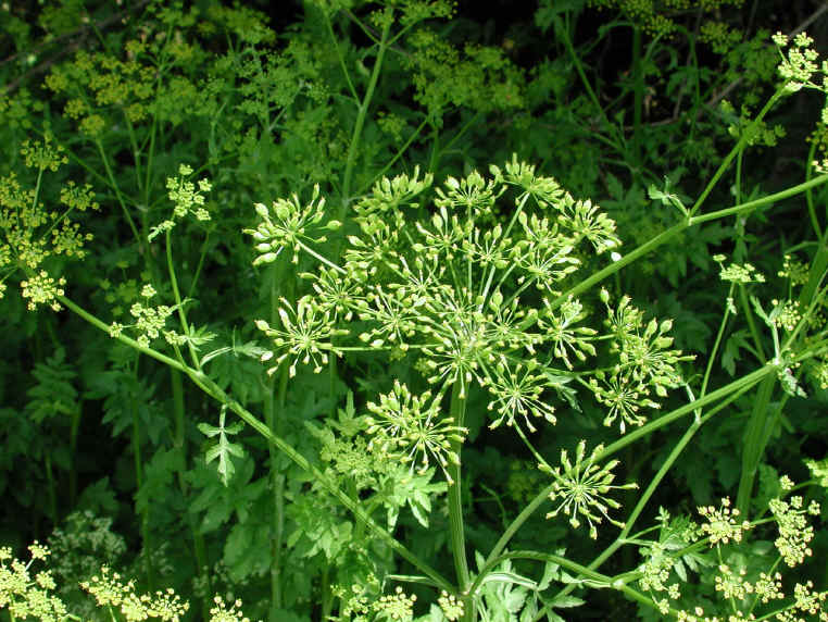 Wild Parsnip (Pastinaca sativa) - 15