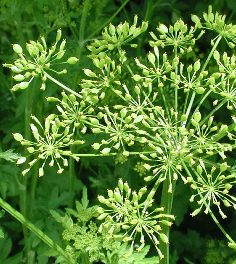 Wild Parsnip (Pastinaca sativa) - 15a