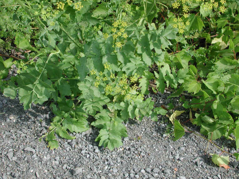 Wild Parsnip (Pastinaca sativa) - 16