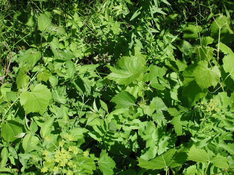 Wild Parsnip (Pastinaca sativa) - 17