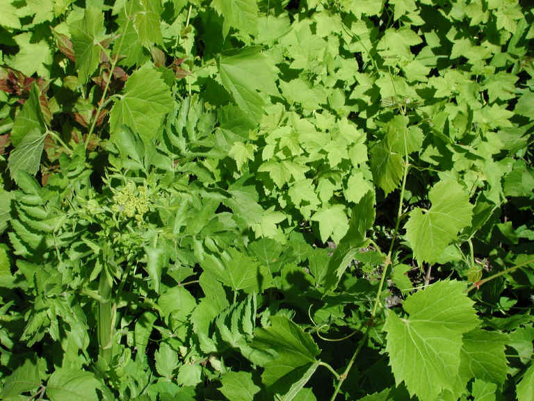 Wild Parsnip (Pastinaca sativa) - 18