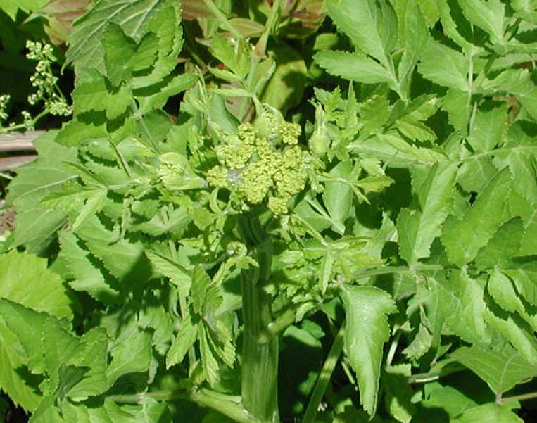 Wild Parsnip (Pastinaca sativa) - 19