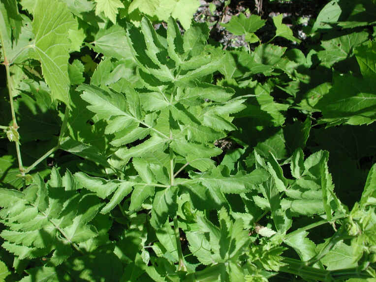 Wild Parsnip (Pastinaca sativa) - 20