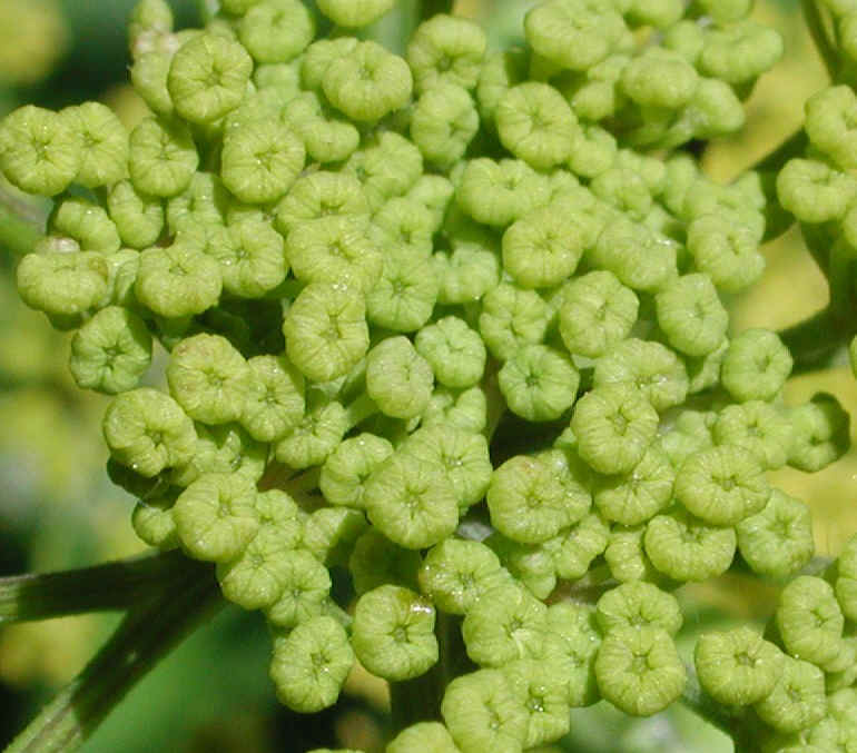 Wild Parsnip (Pastinaca sativa) - 23a