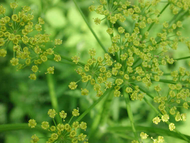 Wild Parsnip (Pastinaca sativa) - 24
