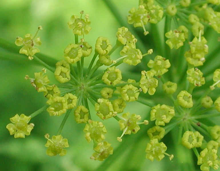 Wild Parsnip (Pastinaca sativa) - 24a