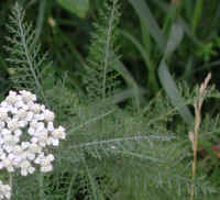 Yarrow, or Milfoil (Achillea millefolium) - 01a