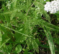 Yarrow, or Milfoil (Achillea millefolium) - 04a