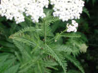 Yarrow, or Milfoil (Achillea millefolium) - 08