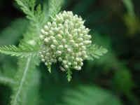 Yarrow, or Milfoil (Achillea millefolium) - 09