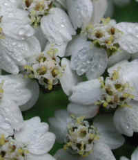 Yarrow, or Milfoil (Achillea millefolium) - 10a