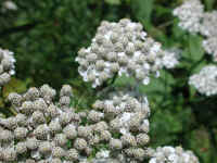 Yarrow, or Milfoil (Achillea millefolium) - 11