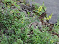 Yellow Sweet Clover (Melilotus officinalis) - 01
