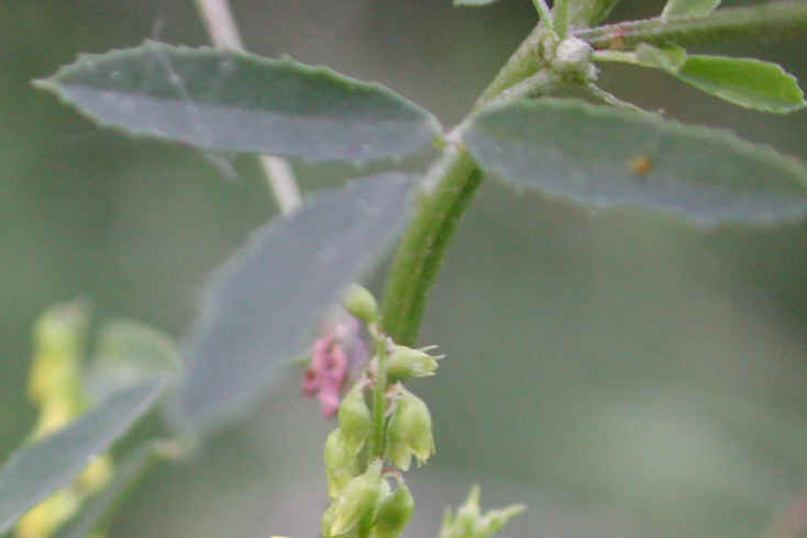 Yellow Sweet Clover (Melilotus officinalis) - 03