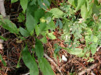Yellow Sweet Clover (Melilotus officinalis) - 08