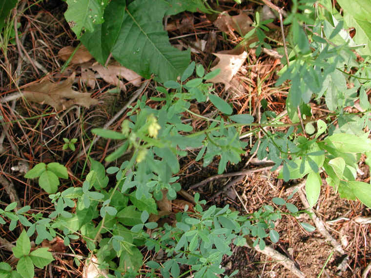 Yellow Sweet Clover (Melilotus officinalis) - 12