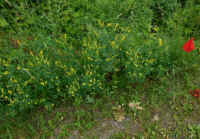 Yellow Sweet Clover (Melilotus officinalis) - 15