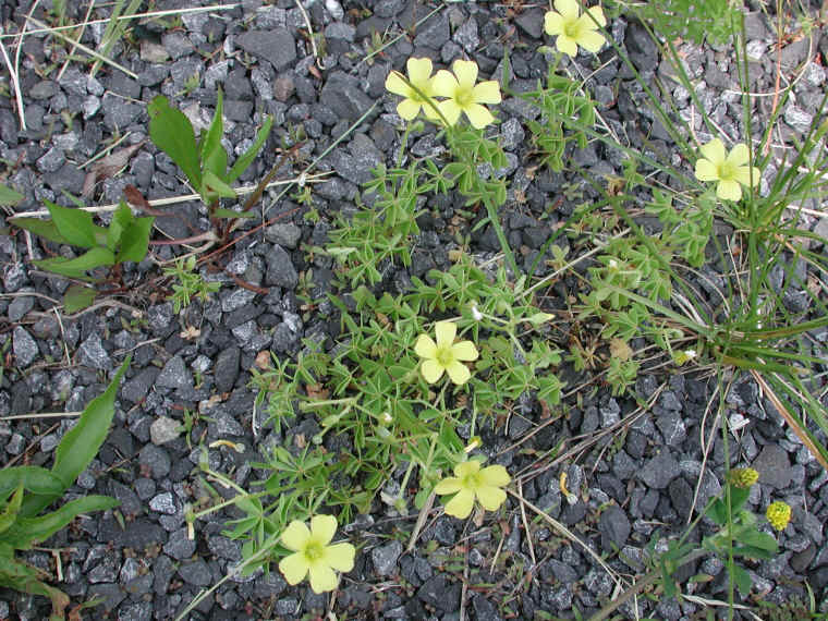 Yellow Wood-Sorrel (Oxalis stricta) - 08