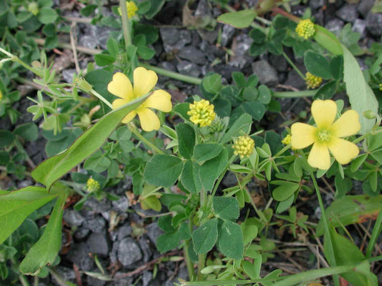 Yellow Wood-Sorrel (Oxalis stricta) - 09