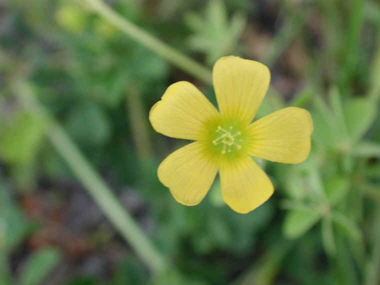 Yellow Wood-Sorrel (Oxalis stricta) - 10