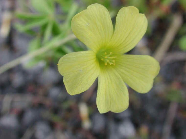 Yellow Wood-Sorrel (Oxalis stricta) - 11