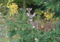 White-Tailed Deer (Odocoileus virginianus) - 03