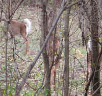 White-Tailed Deer (Odocoileus virginianus) - 100