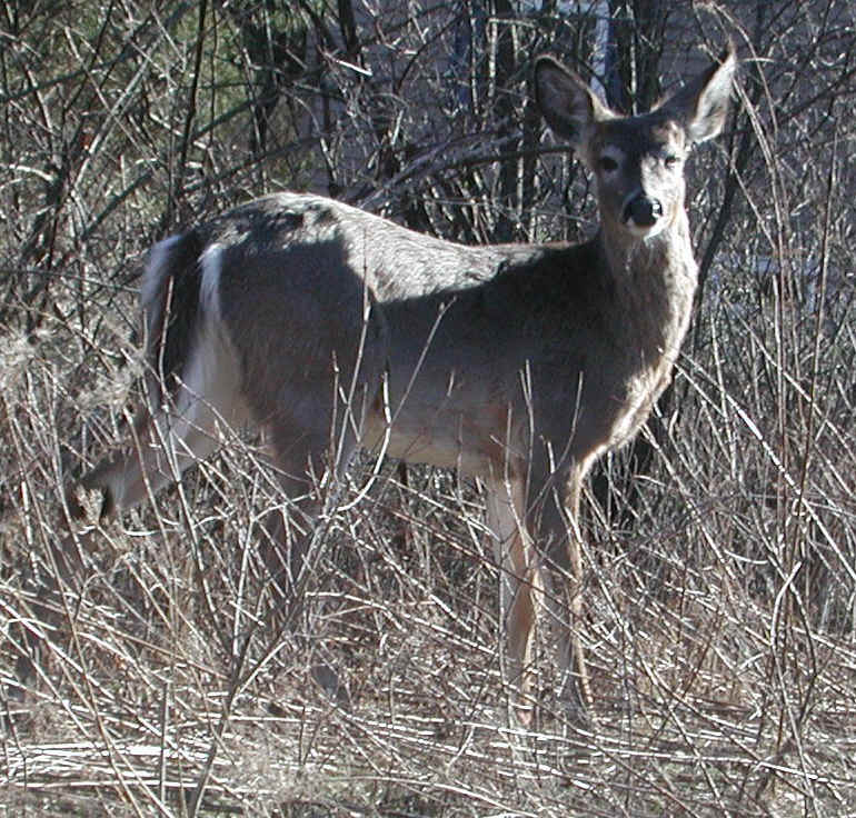White-Tailed Deer (Odocoileus virginianus) - 111