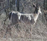 White-Tailed Deer (Odocoileus virginianus) - 112