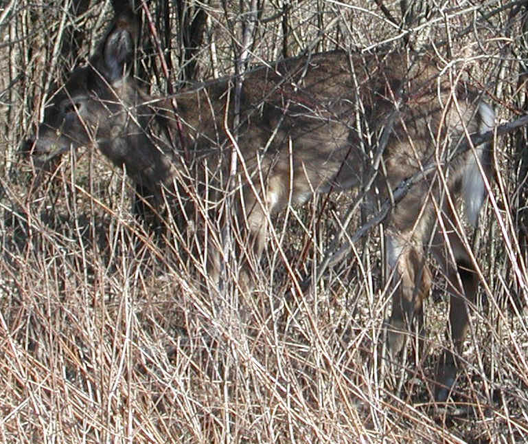 White-Tailed Deer (Odocoileus virginianus) - 117