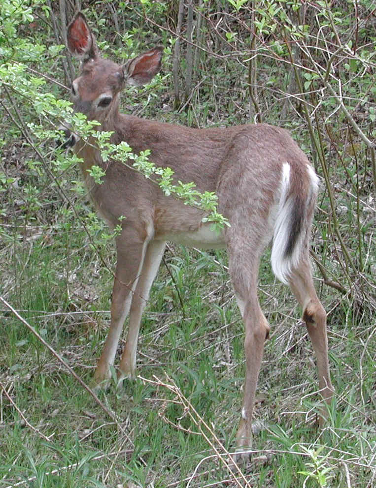 White-Tailed Deer (Odocoileus virginianus) - 118