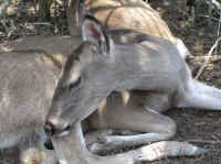 White-Tailed Deer (Odocoileus virginianus) - 133