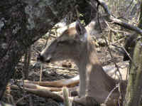 White-Tailed Deer (Odocoileus virginianus) - 136