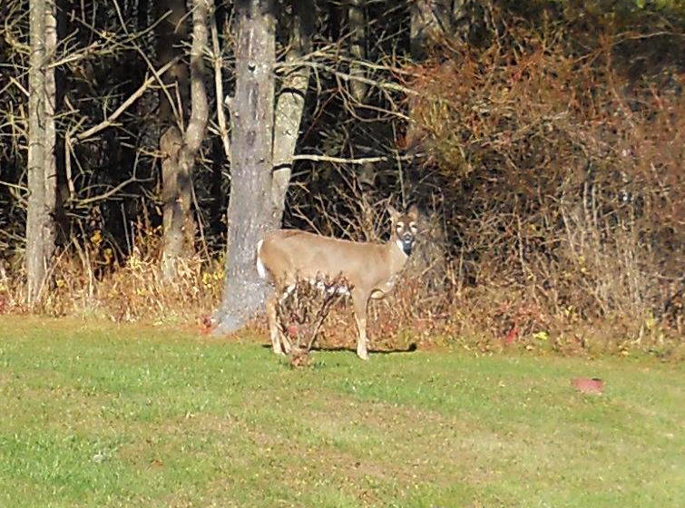 White-Tailed Deer (Odocoileus virginianus) - 207