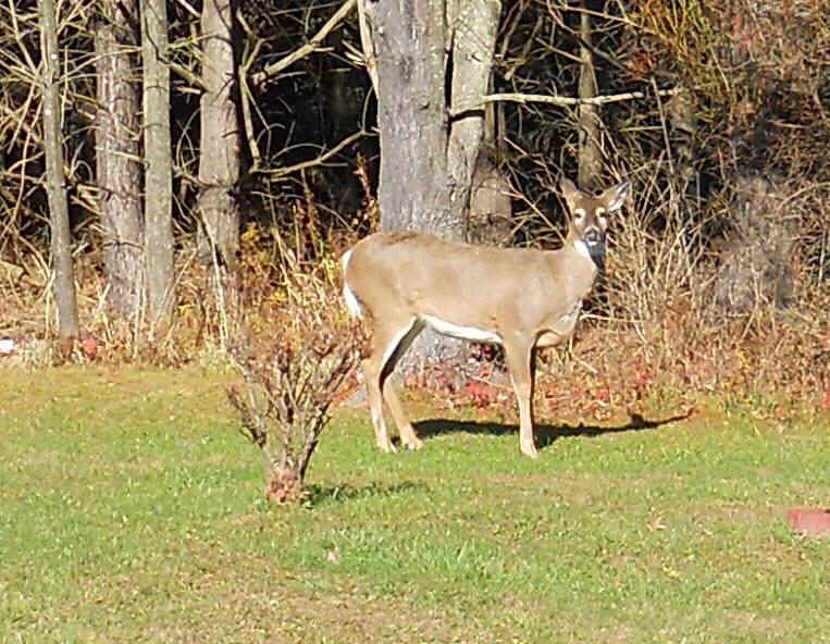 White-Tailed Deer (Odocoileus virginianus) - 208