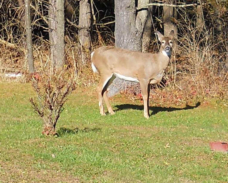 White-Tailed Deer (Odocoileus virginianus) - 209