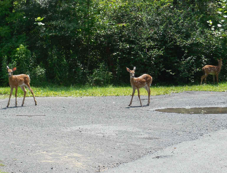 White-Tailed Deer (Odocoileus virginianus) - 221