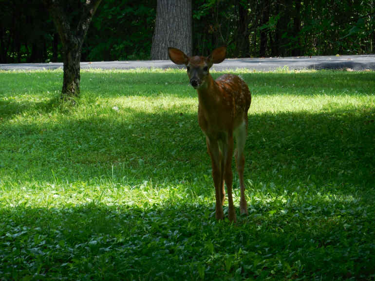 White-Tailed Deer (Odocoileus virginianus) - 227