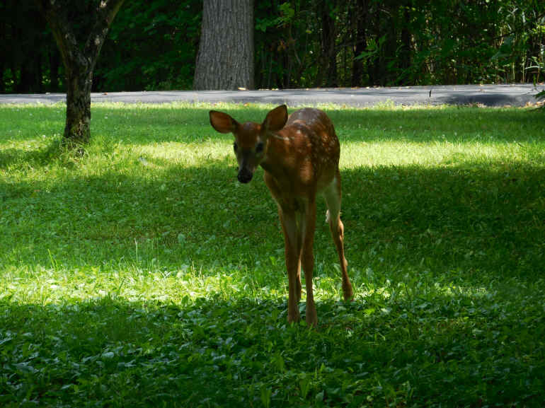White-Tailed Deer (Odocoileus virginianus) - 228