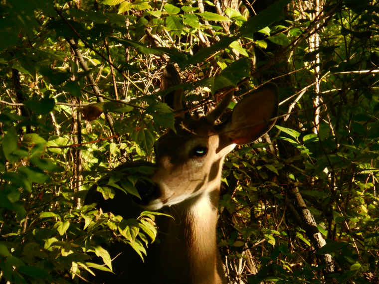 White-Tailed Deer (Odocoileus virginianus) - 232